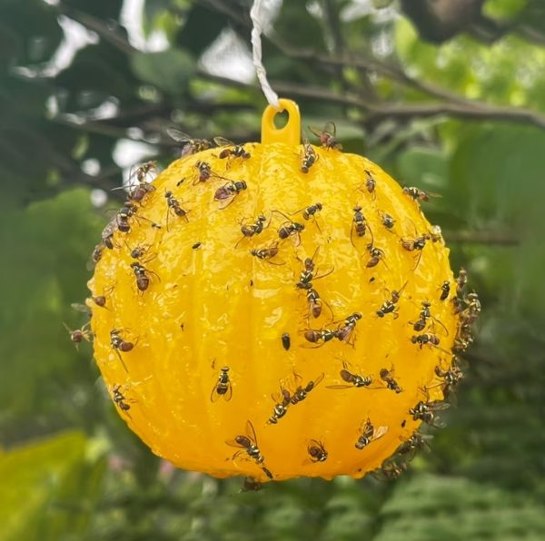 Sticky Fly Catcher Ball